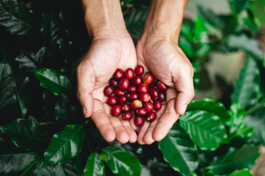 Cerezas de café en las manos